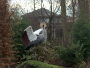 de kroonkraanvogel houdt de wacht bij Jan; spanwijdte 2.40 mt